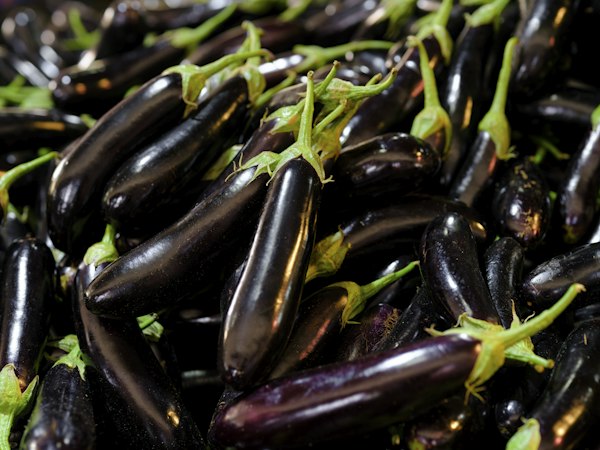 Melanzane viola fresche