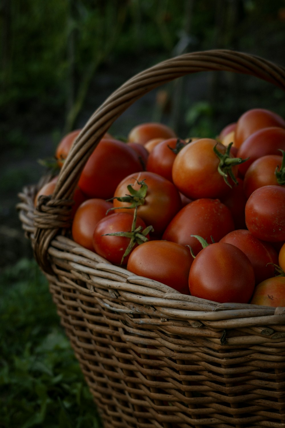 Un cesto di pomodori maturi, tra il verde dell’orto